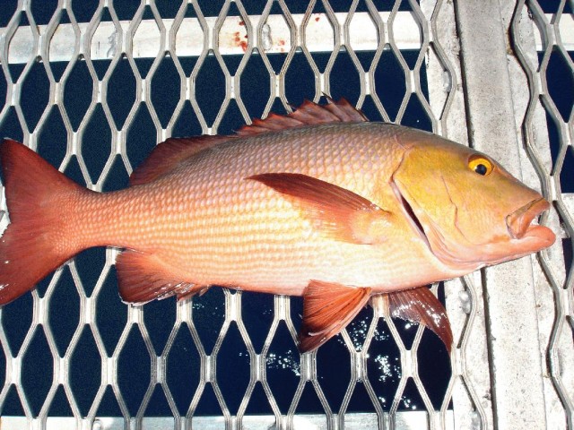 Red Bass